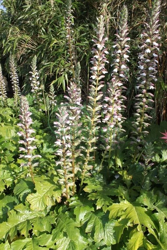 ACANTHUS MOLLIS