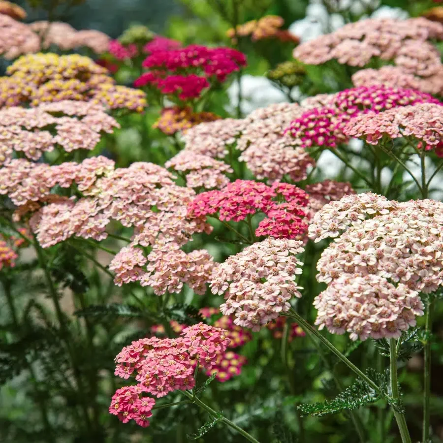 ACHILLEA MILLEFOLIUM