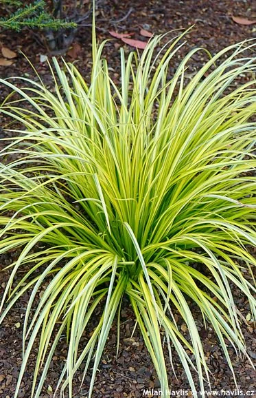 ACORUS GRAMINEUS