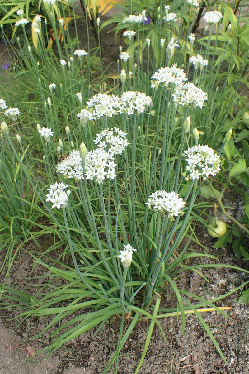 ALLIUM TUBEROSA