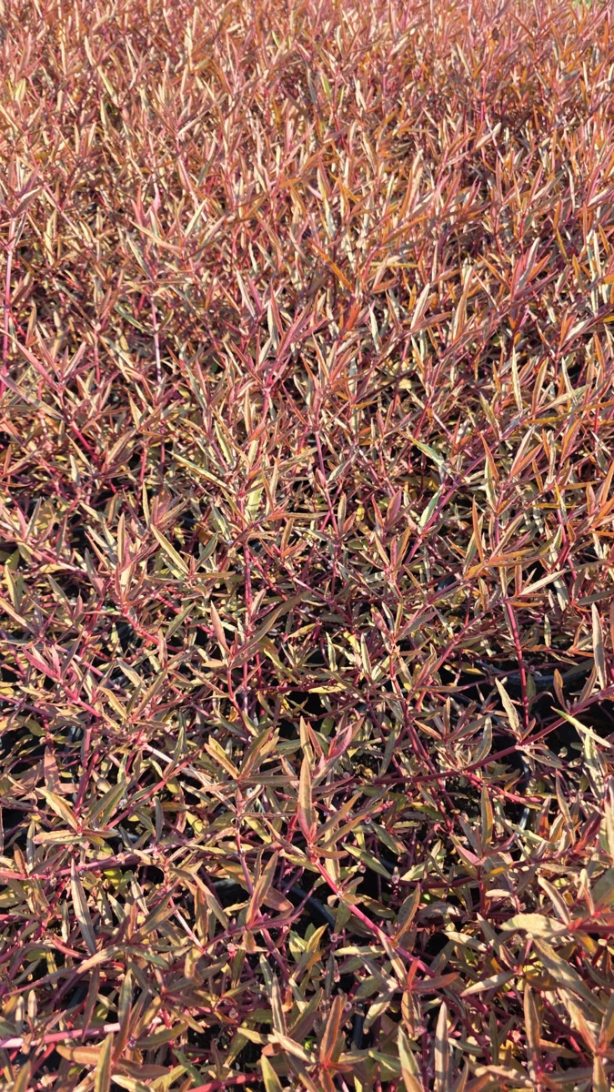 ALTERNANTHERA DENTATA