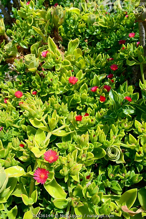APTENIA CORDIFOLIA