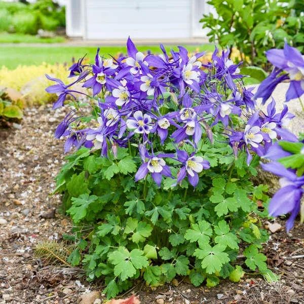 AQUILEGIA HYBRIDA
