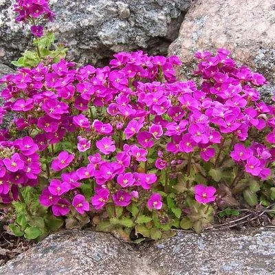 ARABIS CAUCASICA