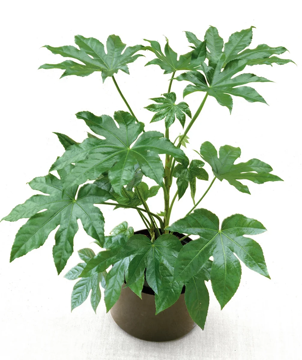 ARALIA JAPONICA