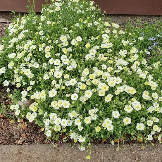 ARENARIA MONTANA