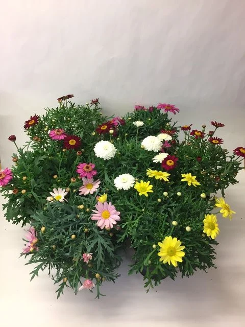 ARGYRANTHEMUM FRUTESCENS