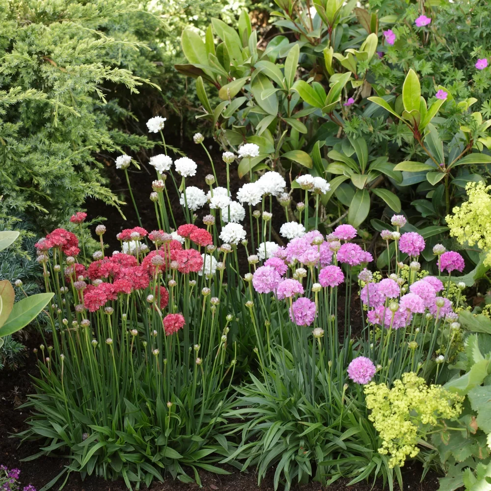 ARMERIA PSEUDARMERİA