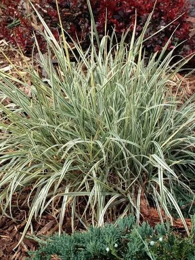 ARRHENATHERUM BULBOSUM