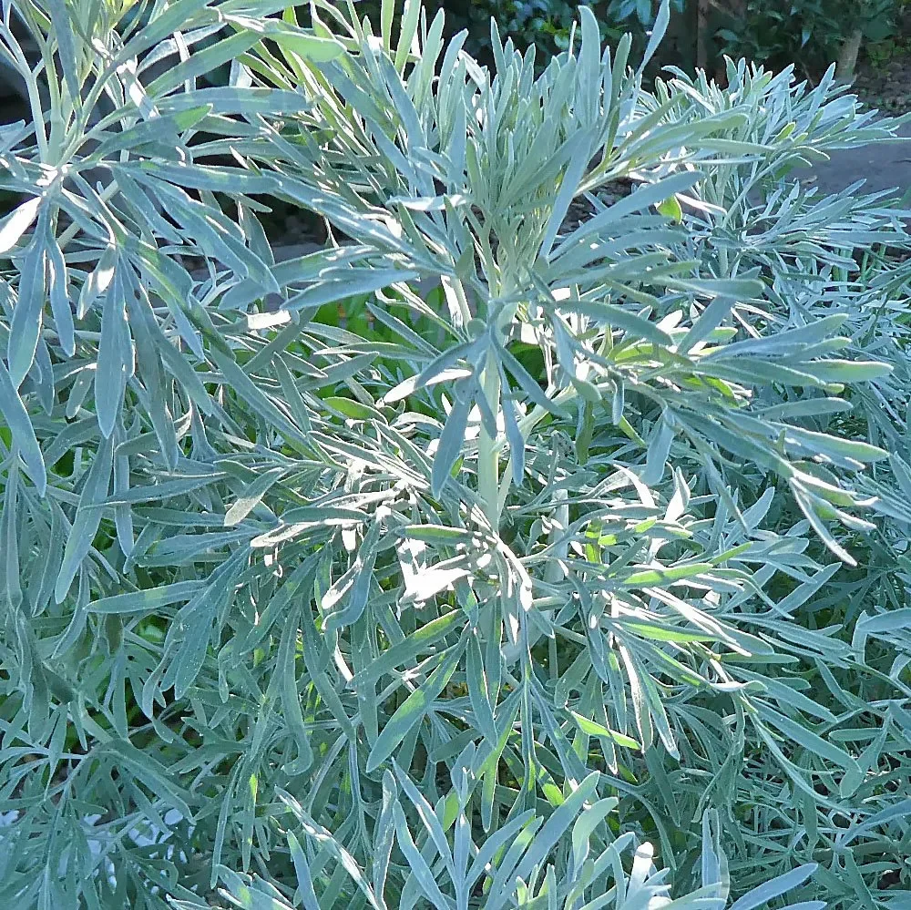 ARTEMISIA ARBORESCENS