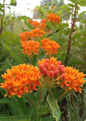ASCLEPİAS TUBEROSA
