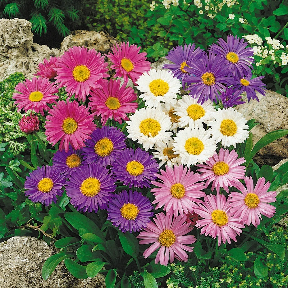 ASTER ALPINUS