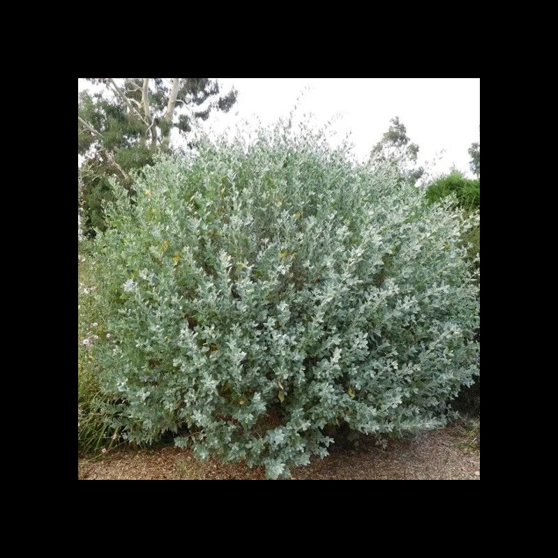 ATRIPLEX HALIMUS