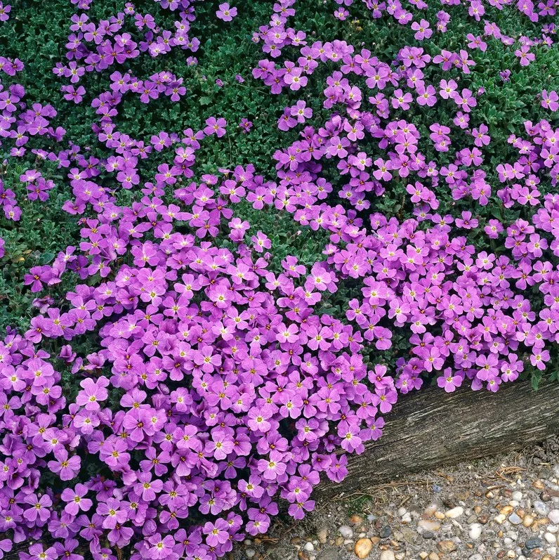 AUBRIETA CULTORUM
