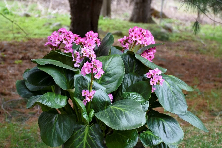 BERGENIA CORDIFOLIA