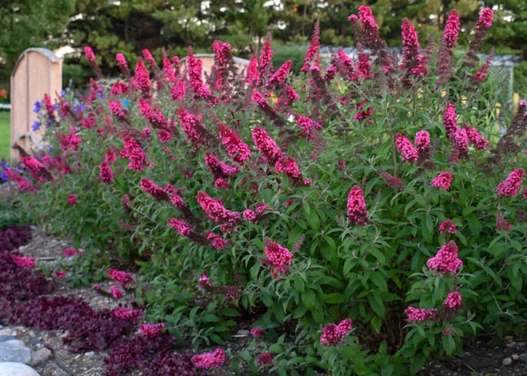 BUDDLEJA DAVIDII