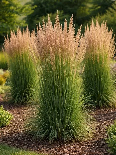 CALAMAGROSTİS ACUTIFLORA