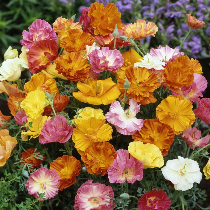 CALIFORNIA POPPY