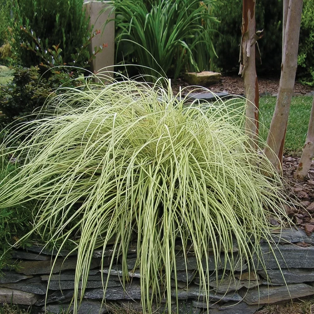CAREX SP