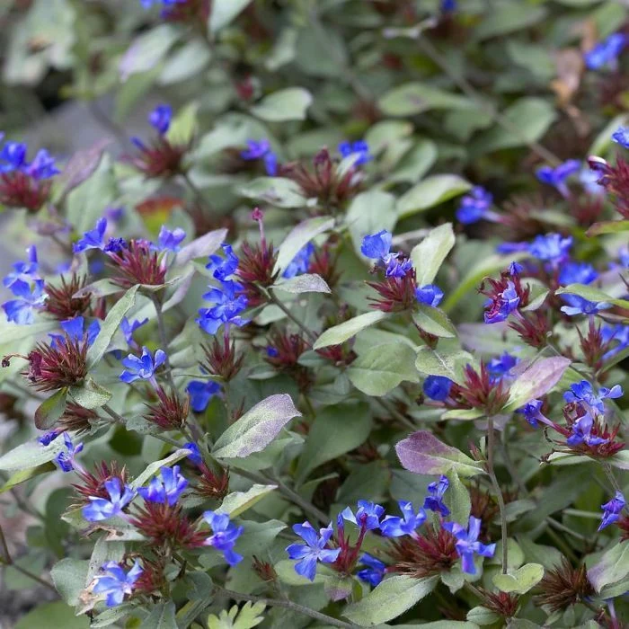 CERATOSTIGMA PLUMBAGINOIDES