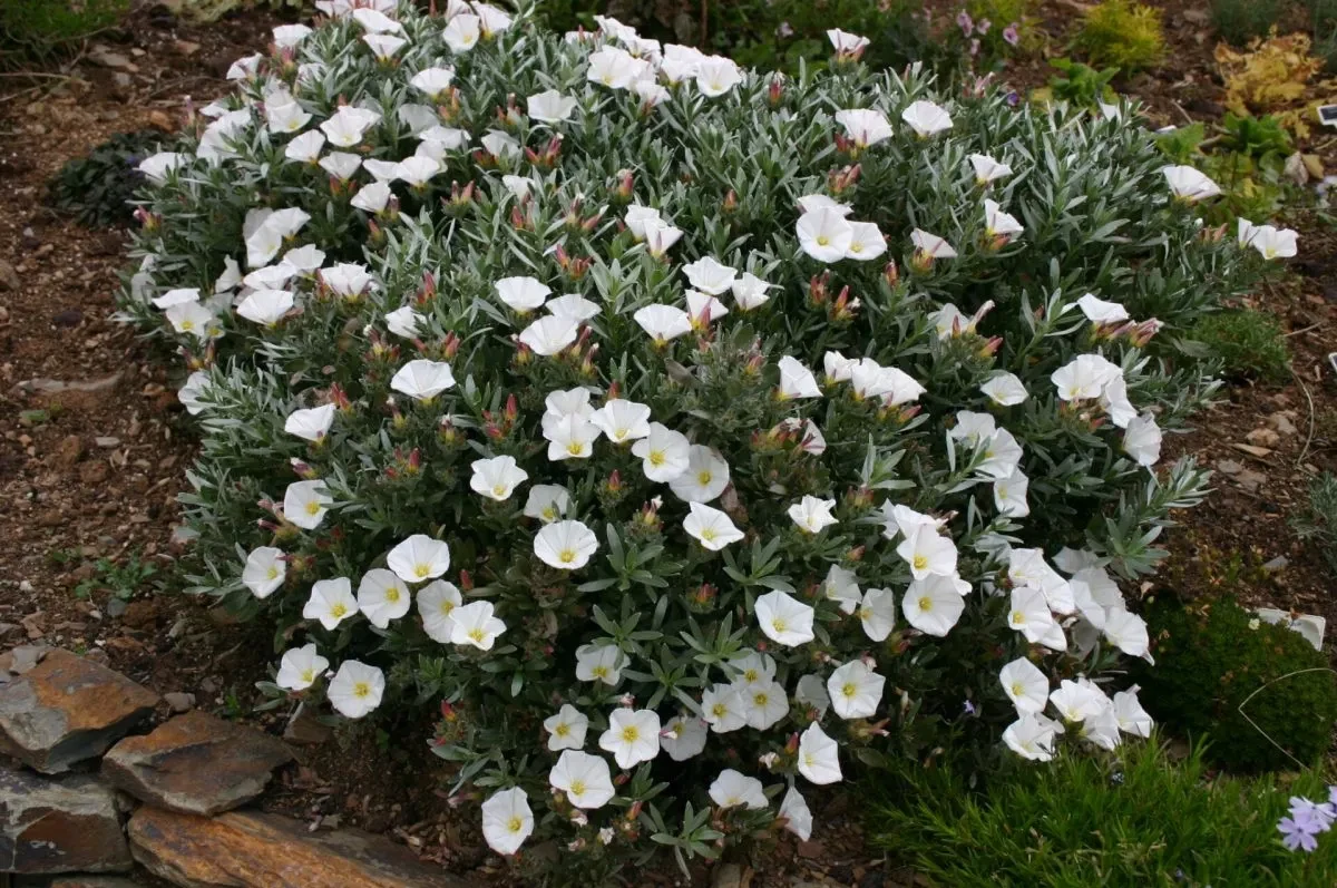CONVOLVULUS CNEORUM