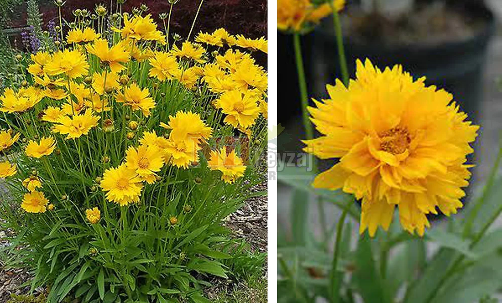 COREOPSIS GRANDIFLORA