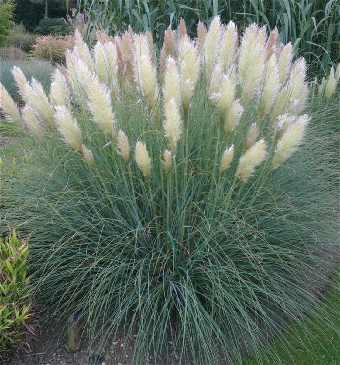 CORTADERIA SELLOANA