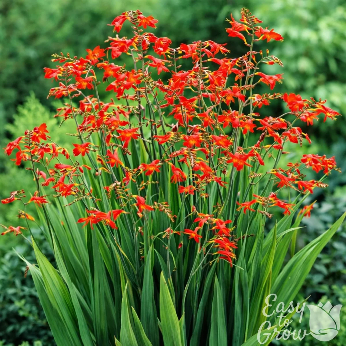 CROCOSMIA
