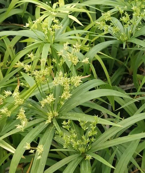 CYPERUS