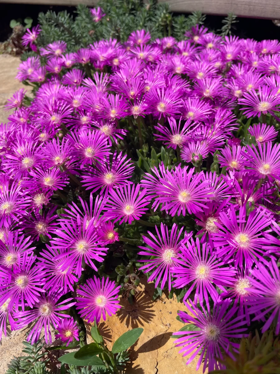 DELOSPERMA COOPERI