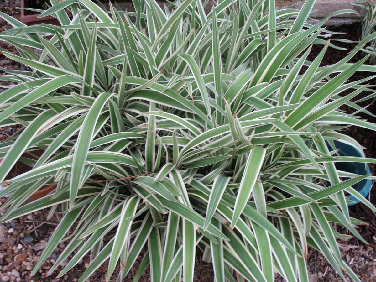 DIANELLA TASMANICA SP