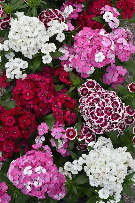DIANTHUS SP