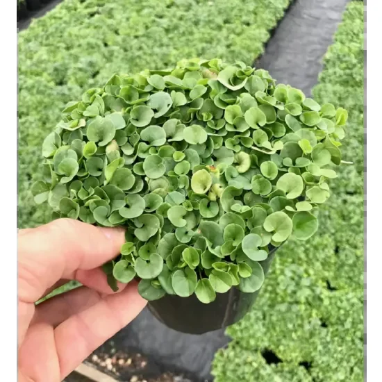 DICHONDRA REPENS