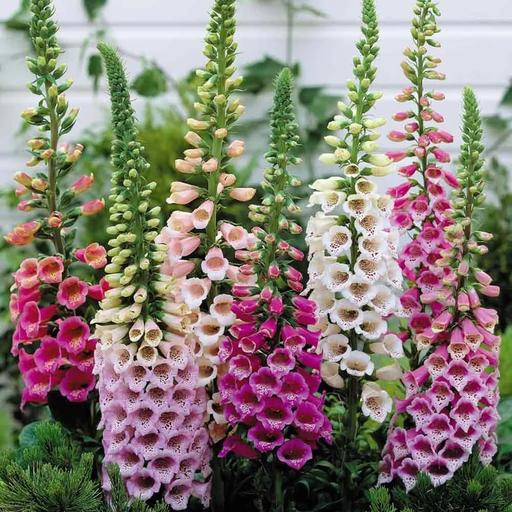 DIGITALIS PURPUREA