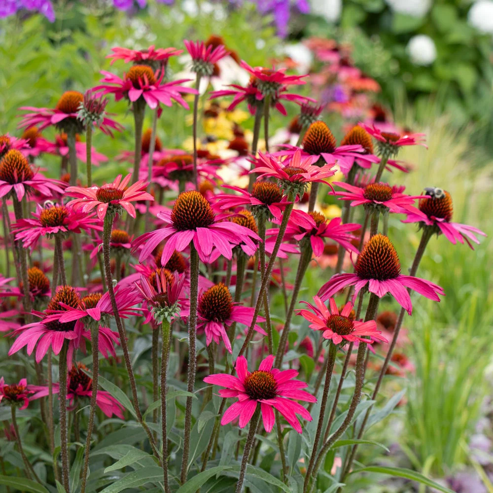 ECHINACEA PURPUREA