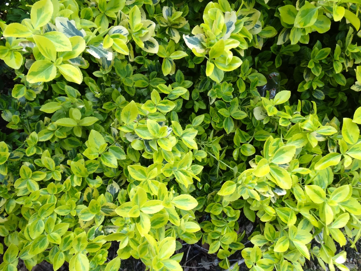 EUONYMUS FORTUNEI