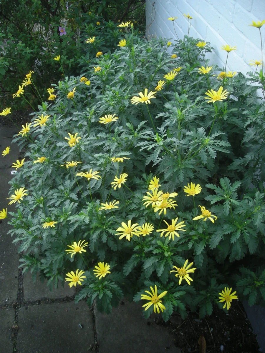 EURYOPS CHRYSANTHEMOIDES