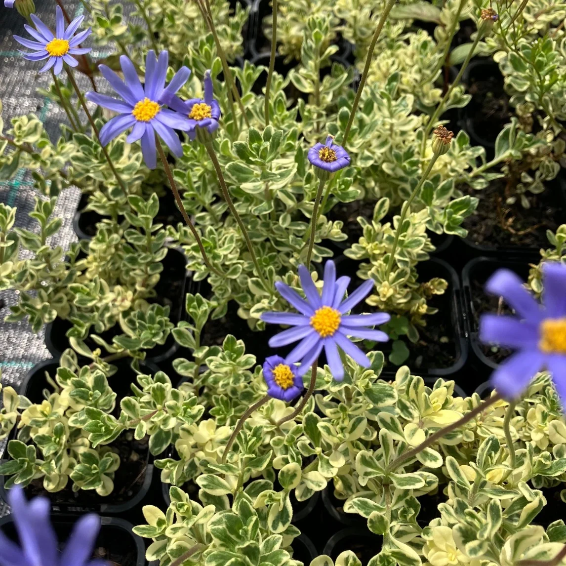 FELICIA AMELLOIDES