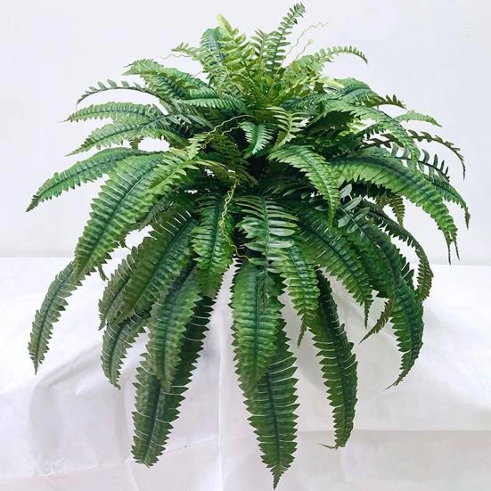 FERN