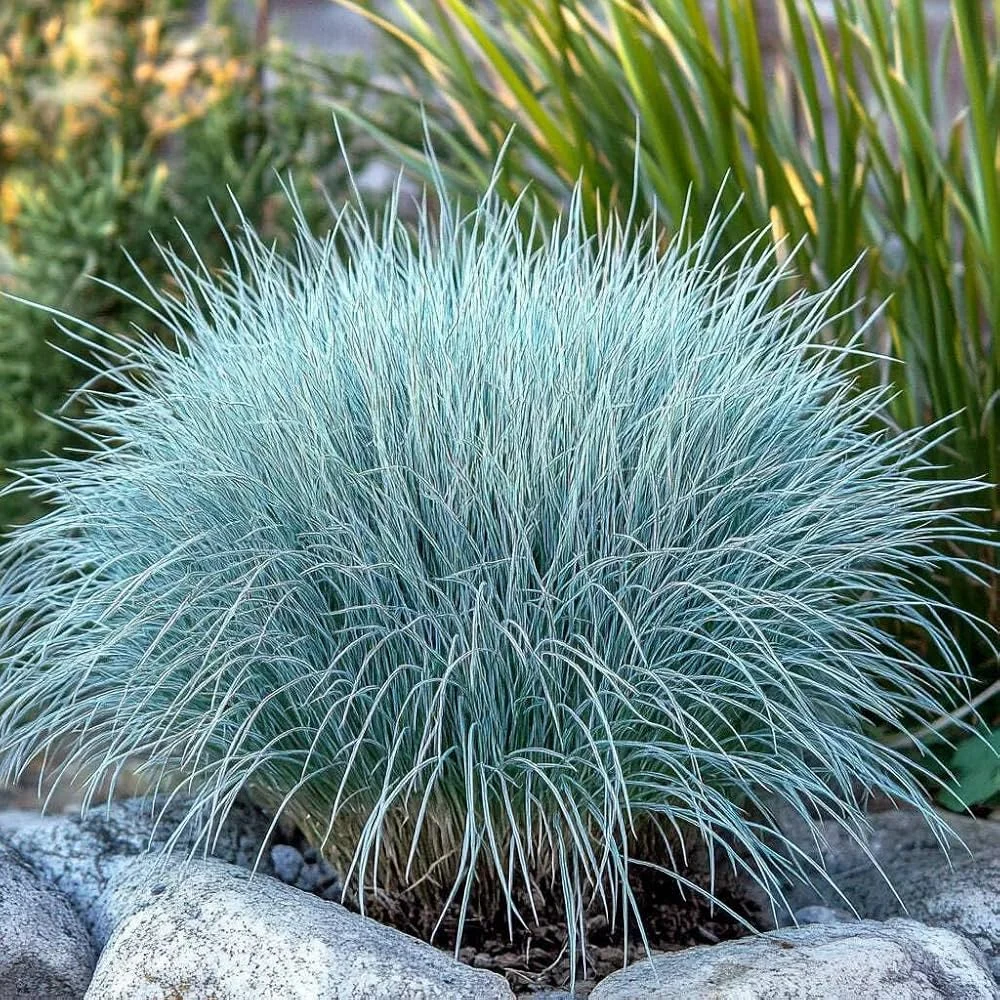 FESTUCA GLAUCA