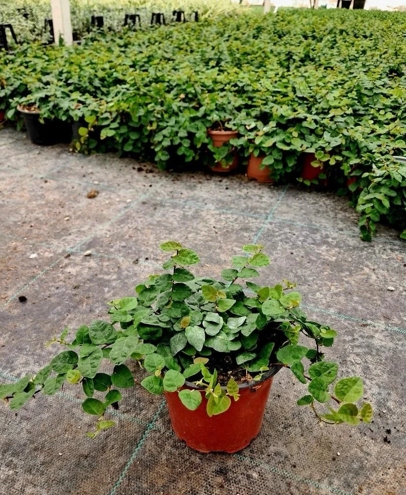 FICUS PUMILA