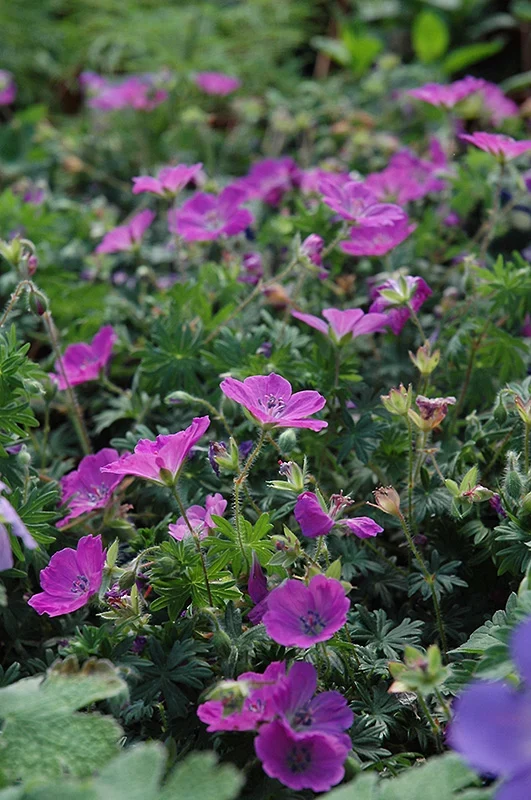 GERANIUM SANGUINEUM
