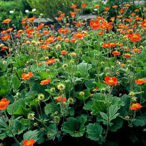 GEUM COCCINEUM