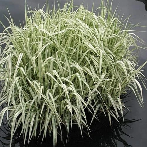 GLYCERIA MAXIMA