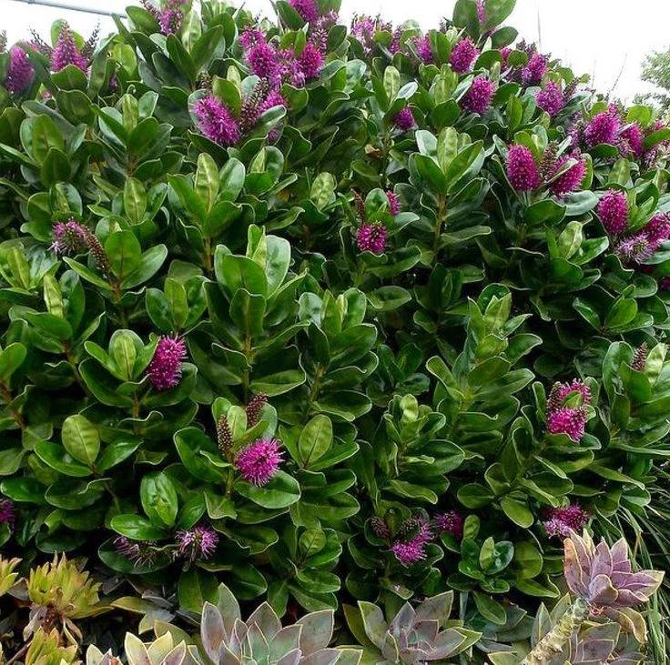 HEBE VERONICA