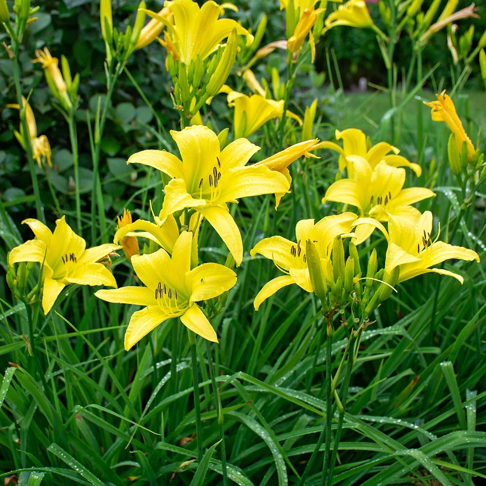 HEMEROCALLIS HYB