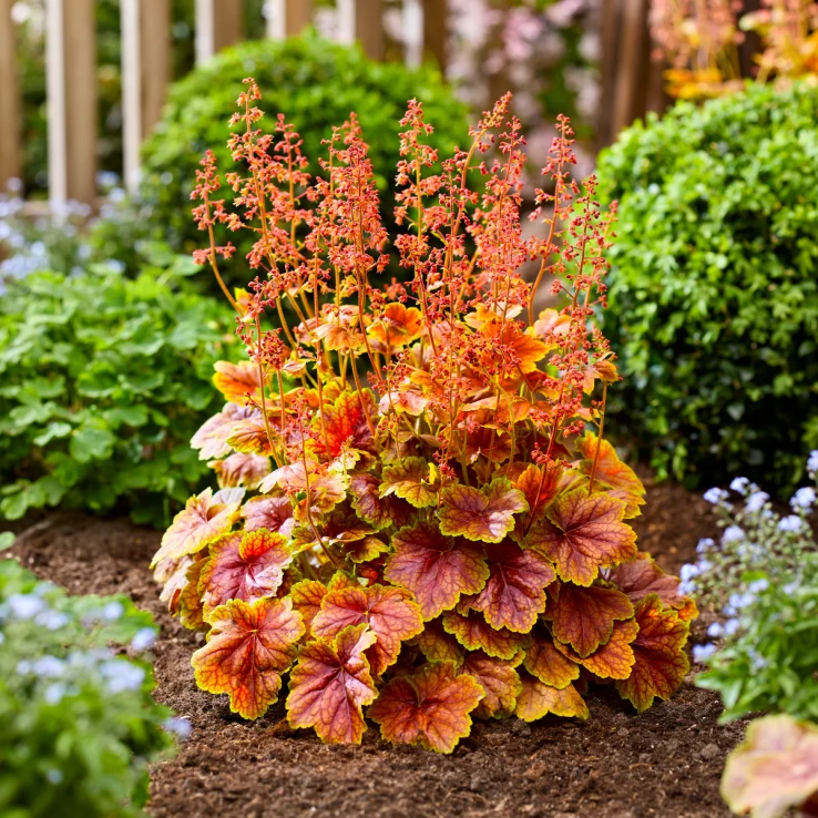 HEUCHERA SP