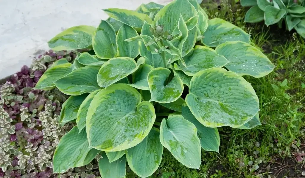 HOSTA