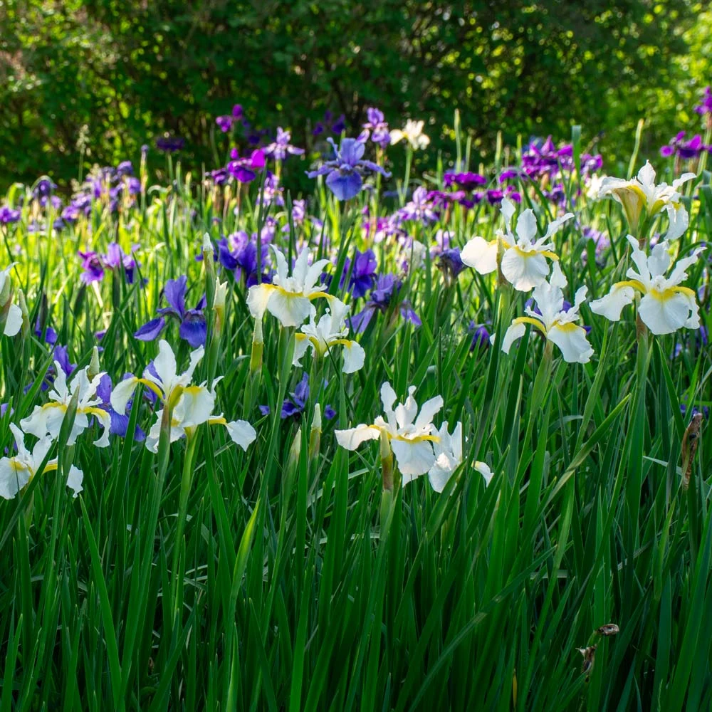IRIS SP