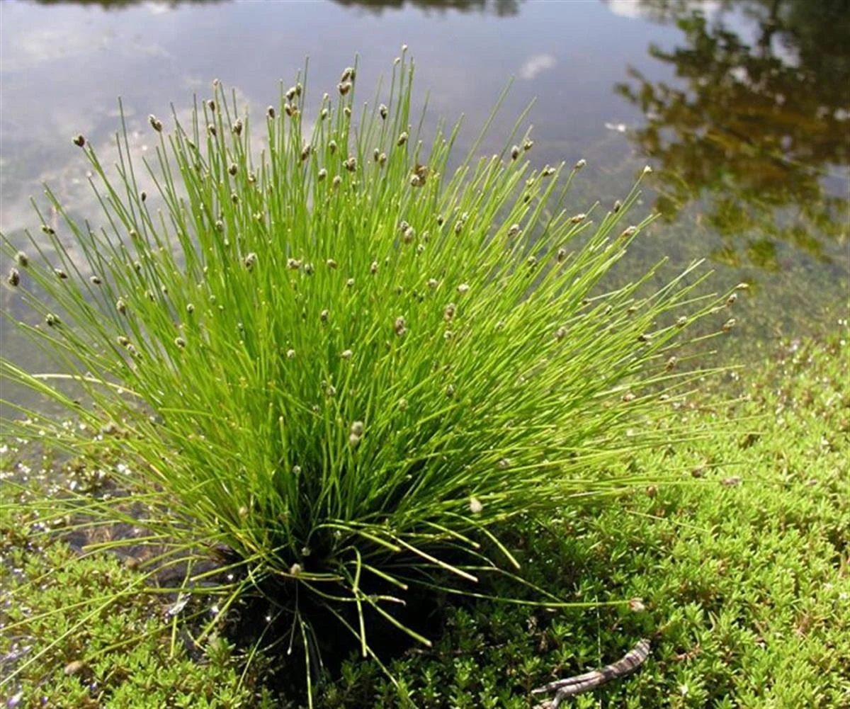 ISOLEPIS